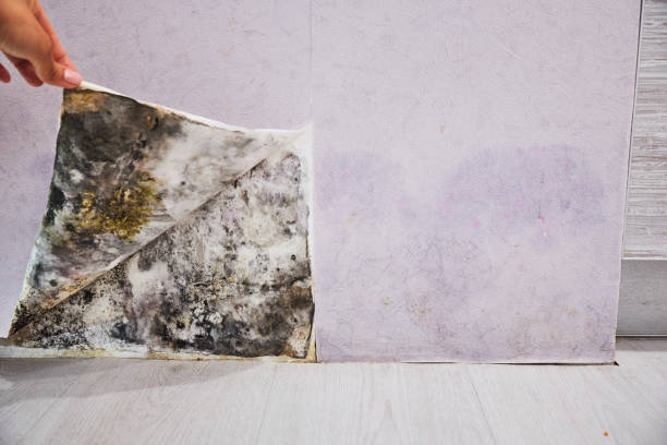 Best Post-Flood Mold Remediation in Greenville, OH